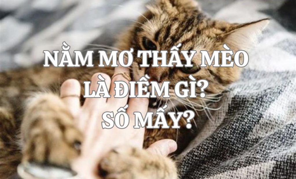 Nằm mơ thấy mèo đánh số gì?