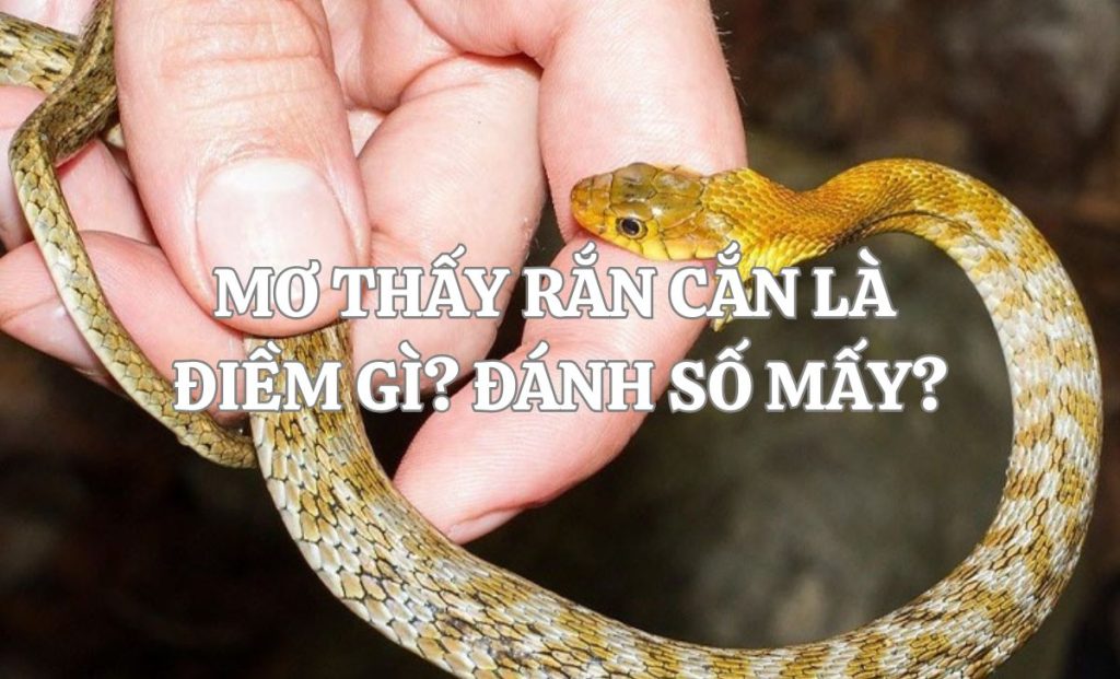 Nằm mơ thấy rắn cắn là điềm gì? Đánh số mấy có lộc về?
