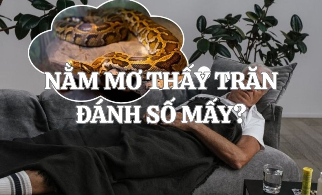 Giải mã giấc mơ thấy trăn: Lời cảnh báo tâm linh hay điềm báo may mắn? 